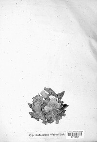 Dermatocarpon luridum image